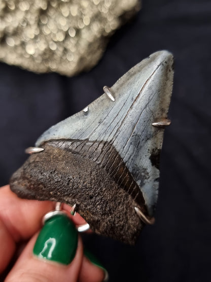 Megalodon Tooth Necklace