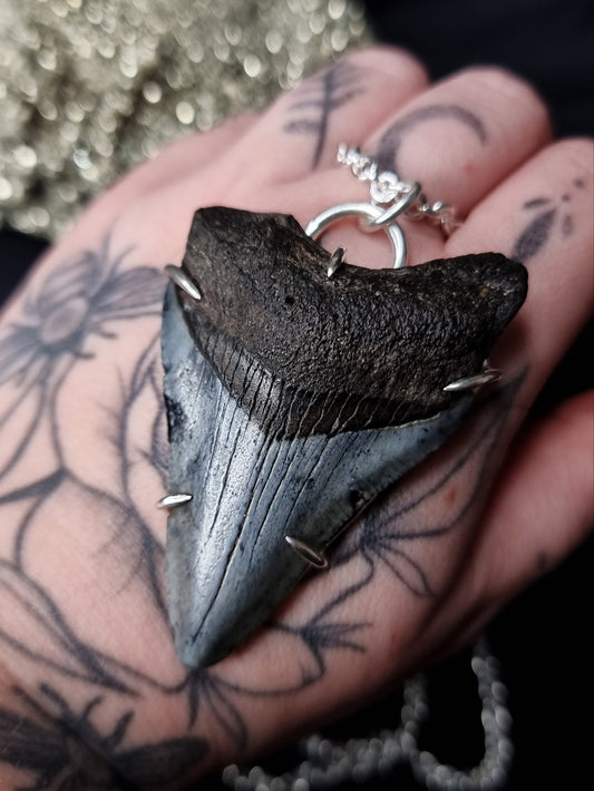 Megalodon Tooth Necklace