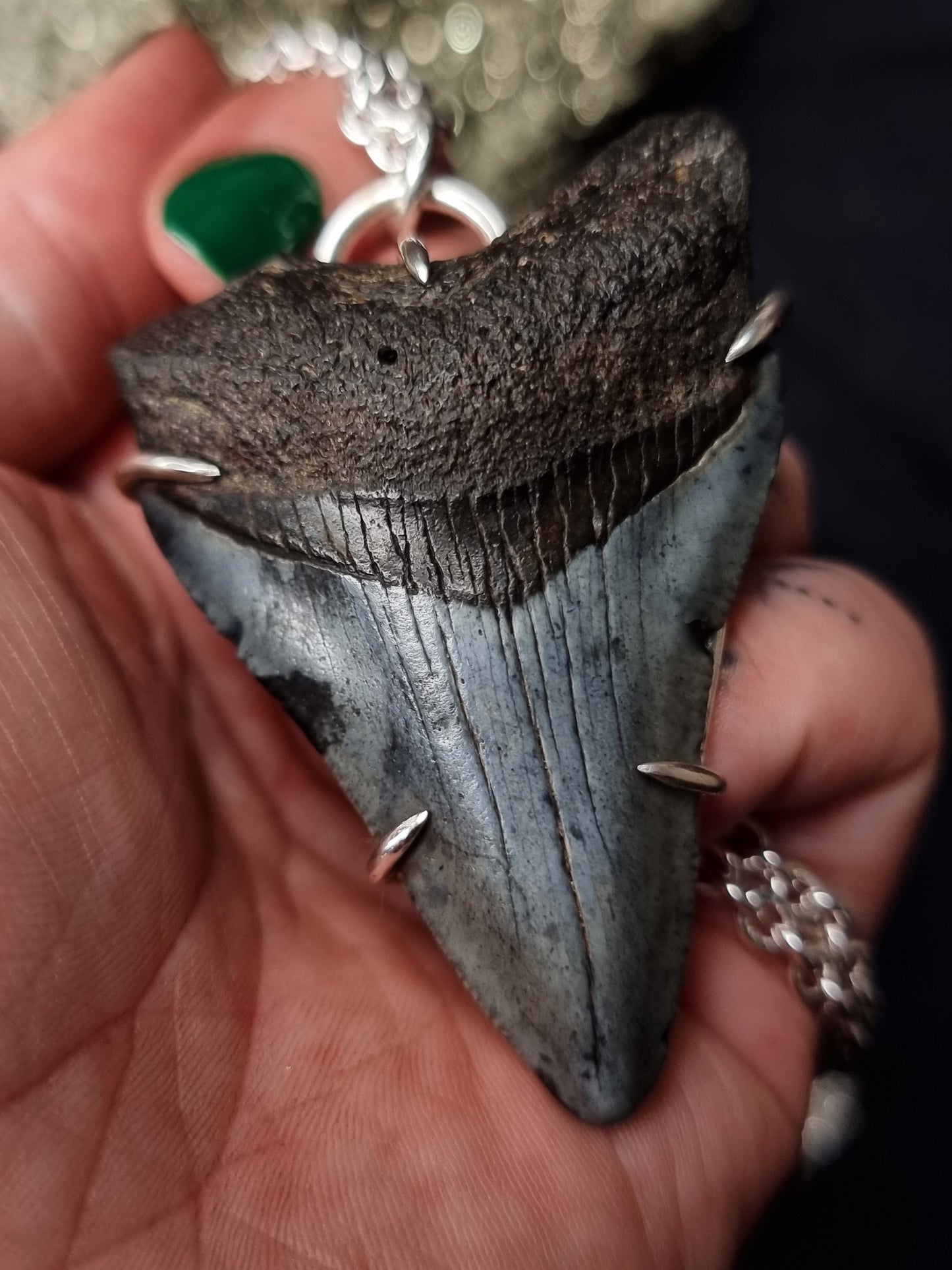 Megalodon Tooth Necklace